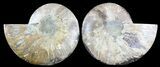 Cut & Polished Ammonite Fossil - Agatized #47722-1